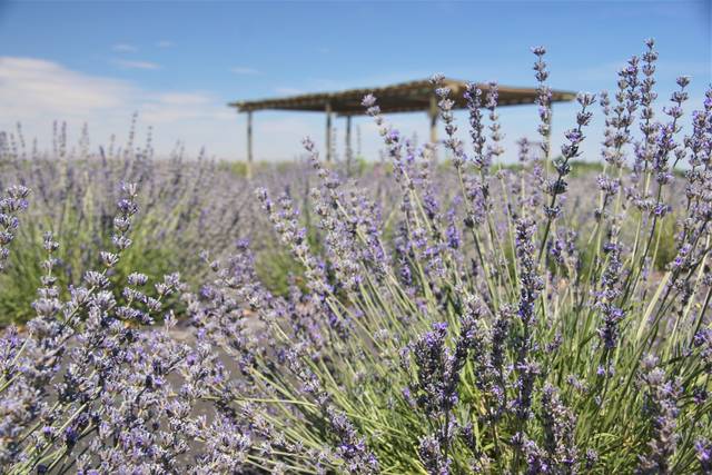 Trinity Gardens Lavender Farm