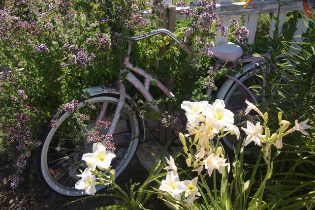Trinity Gardens Lavender Farm