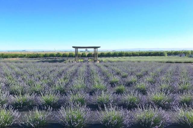 Trinity Gardens Lavender Farm