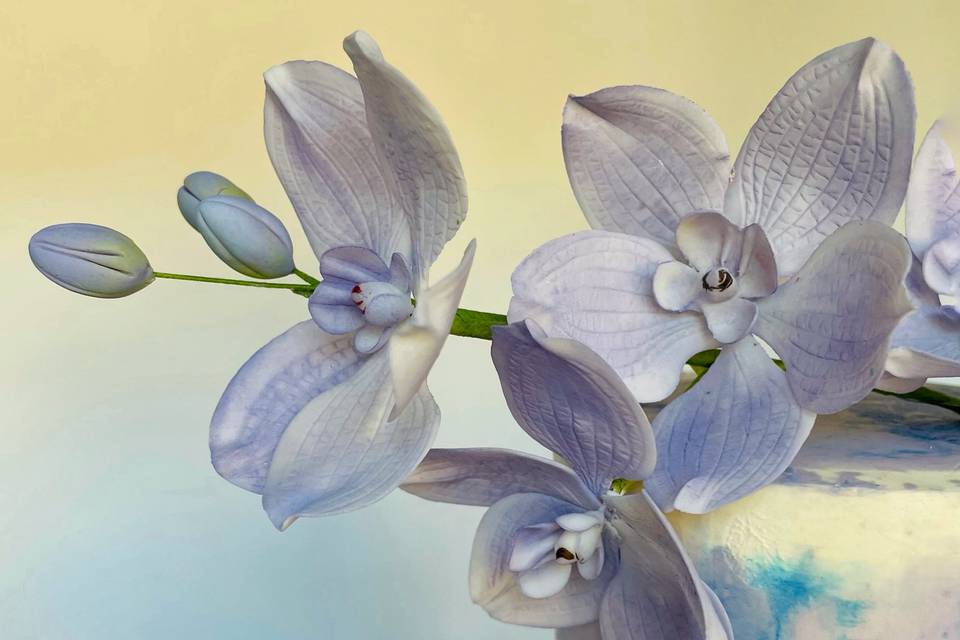 Sugar flower orchids