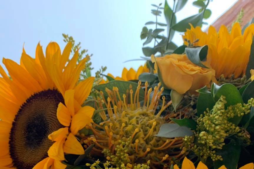 Sunflower v pin head protea
