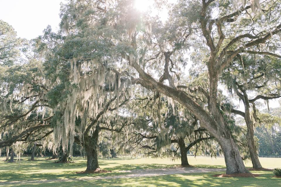 Sarah Anne Photography
