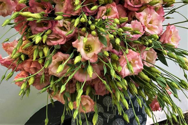 Lisianthus