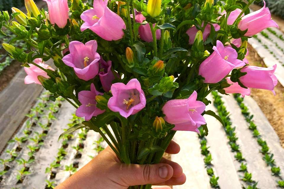 Canterbury Bells