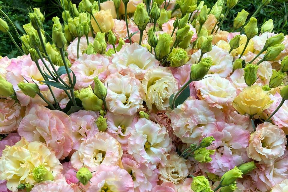Lisianthus