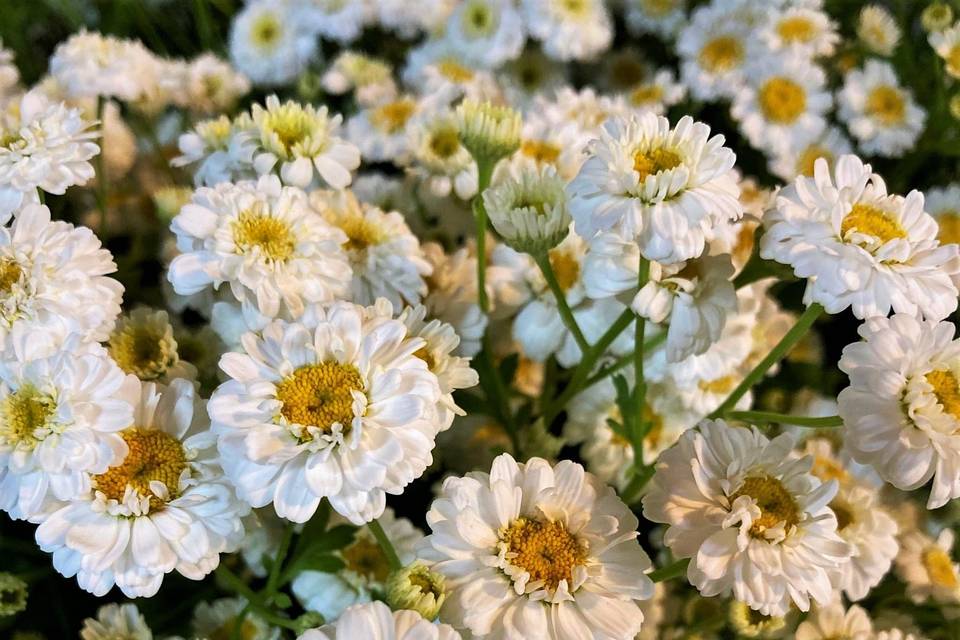 Feverfew