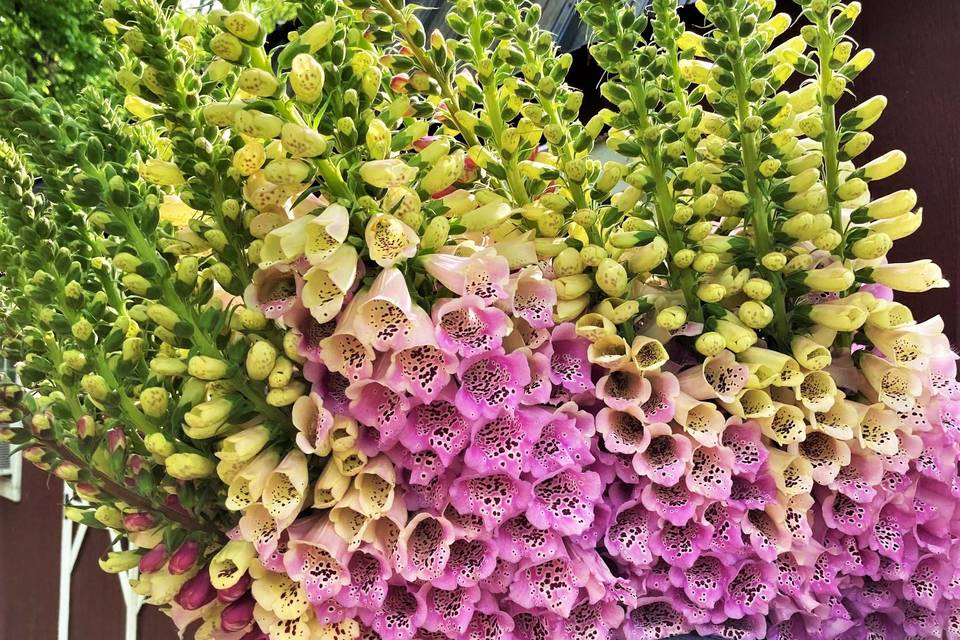Foxglove