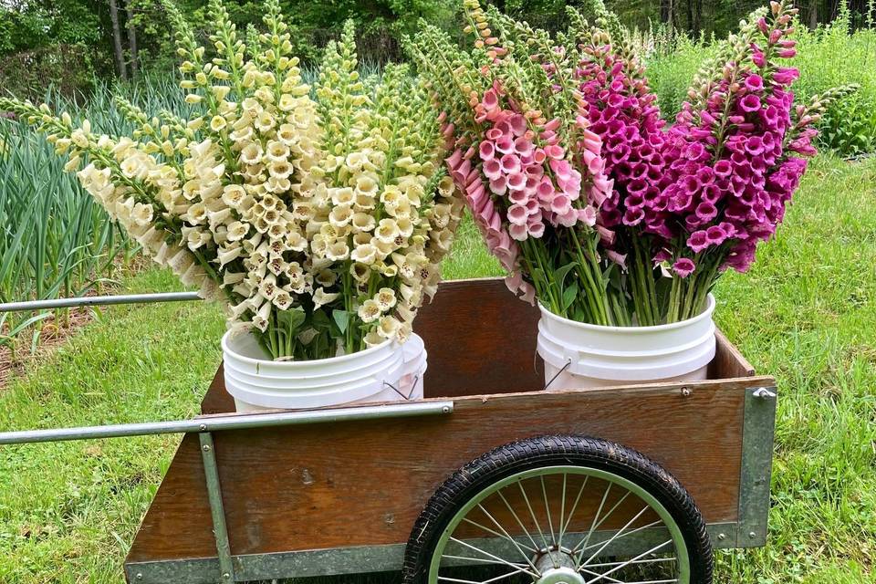 Foxglove