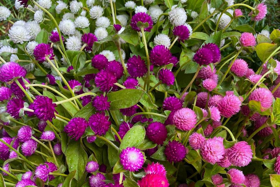 Gomphrena