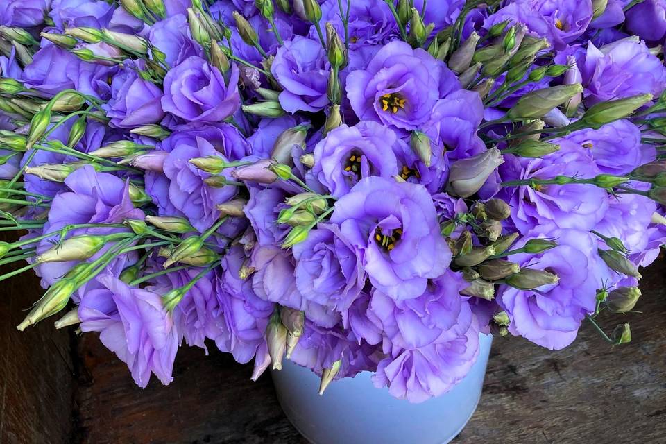 Lisianthus