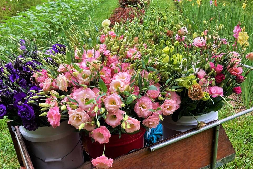 Lisianthus