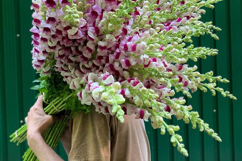 Snapdragons