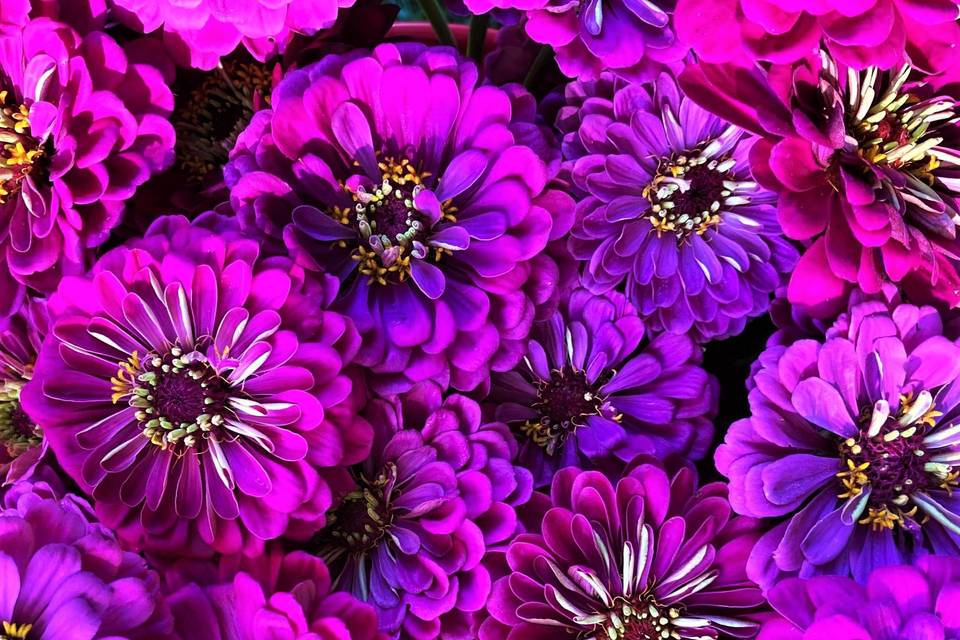 Zinnias