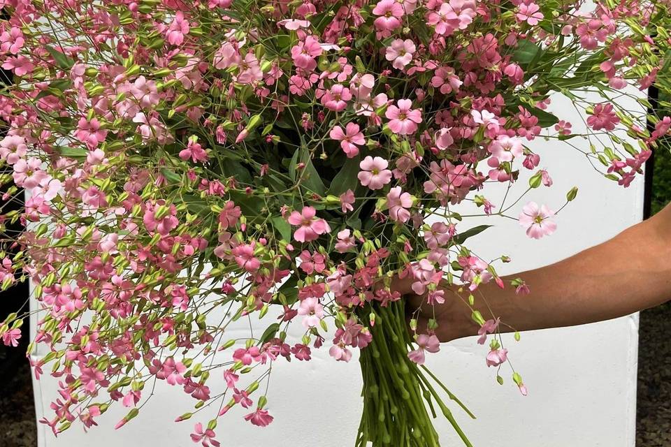 Saponaria