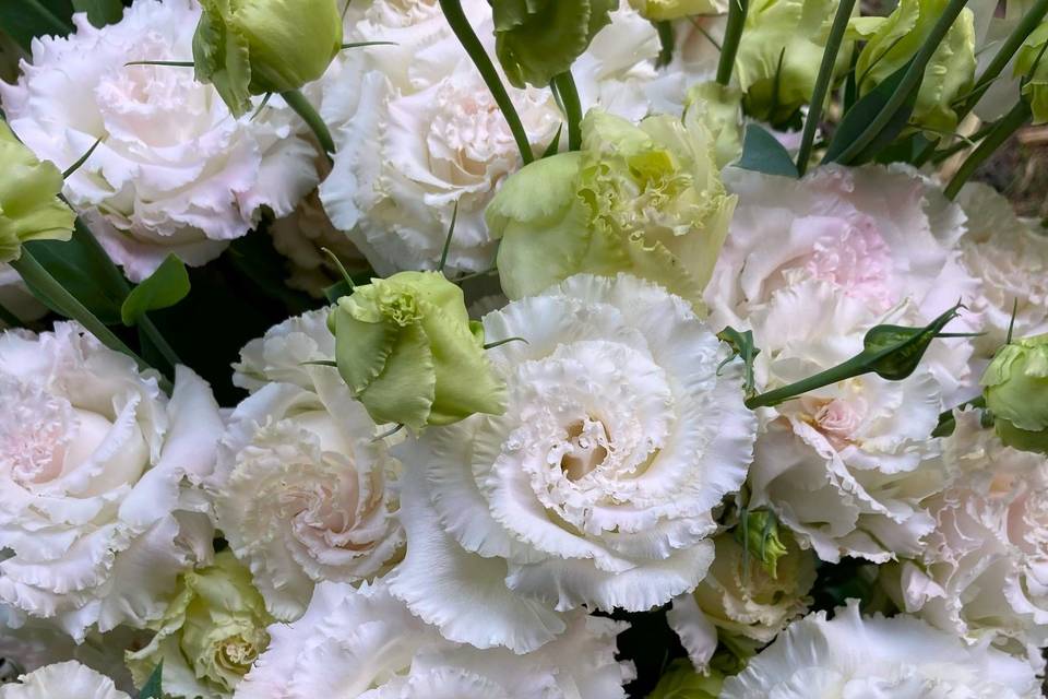 Lisianthus