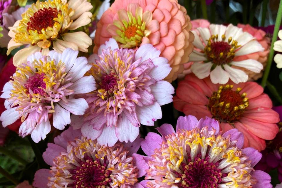 Zinnias