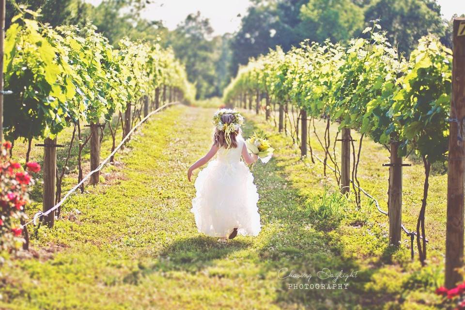 Frolicking through the vineyard