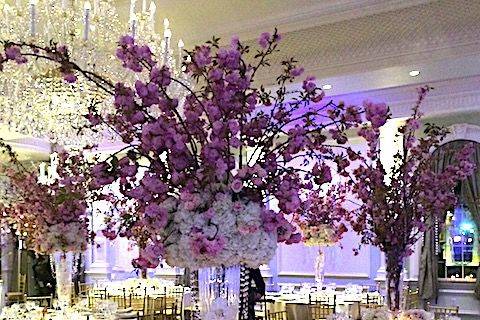 AMARYLLIS EVENT DECOR