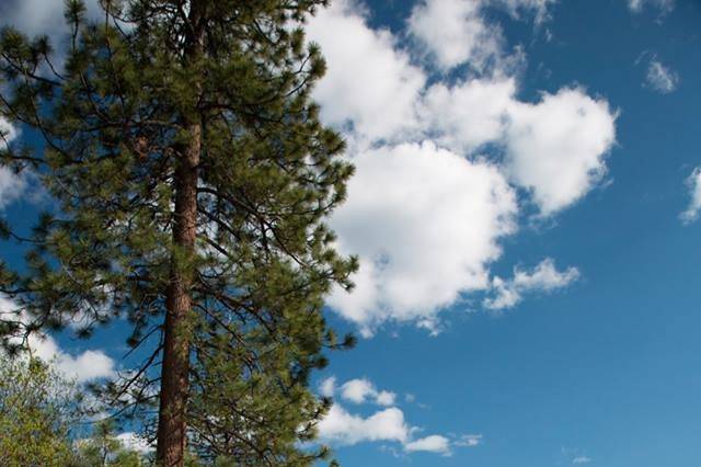 Lake Tahoe Wedding