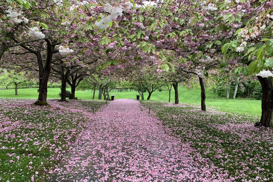Cherry Blossom Alley