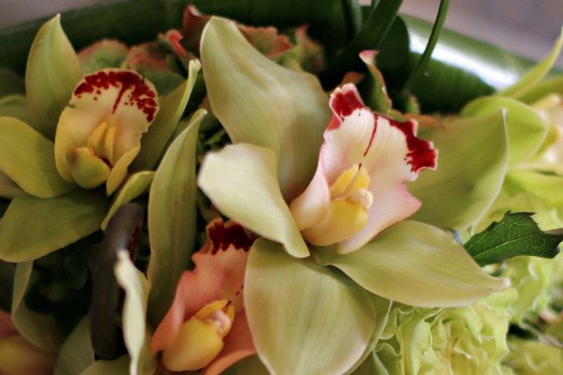 Cymbidium Orchid Corsage (Wristlet) in San Diego, CA