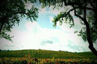 Pomar Junction Winery