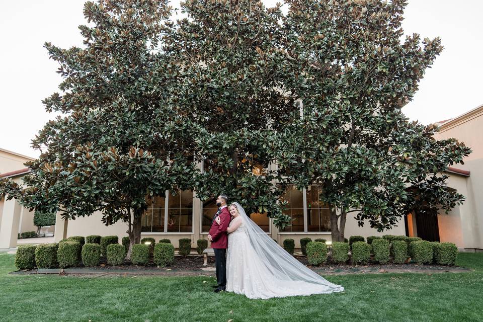 Mature magnolia trees