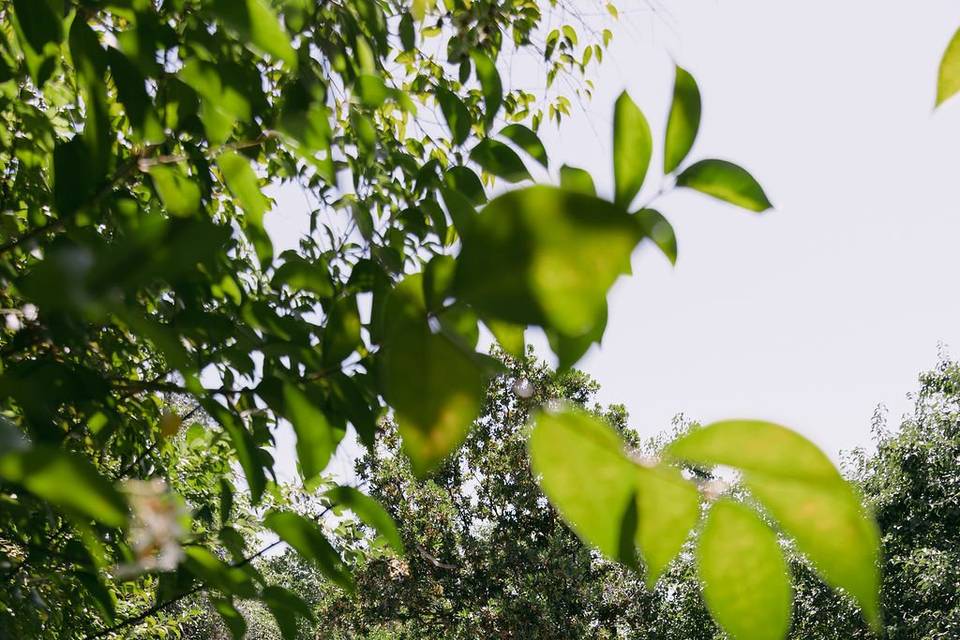 Ceremony Garden