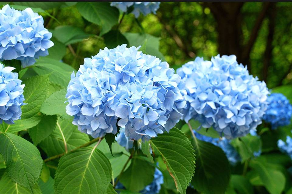 Hydrangeas