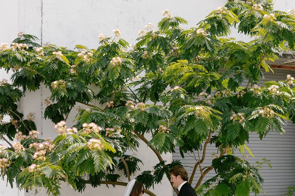 Mimosa Tree Vow Exchange