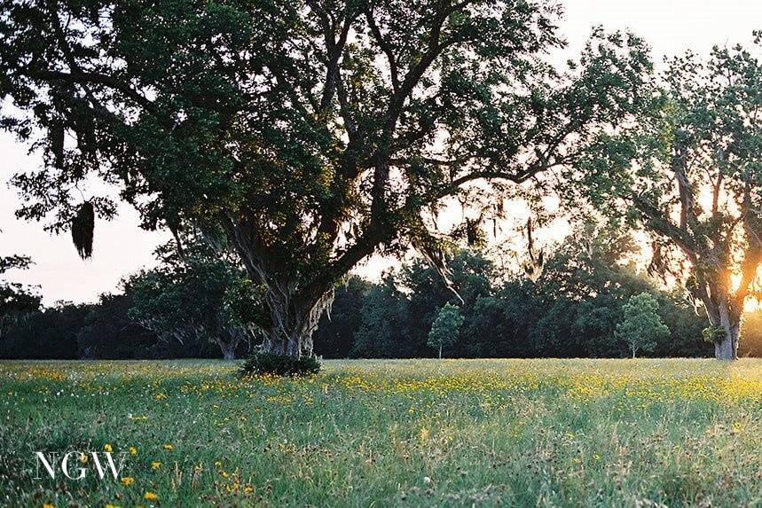 Wildflowers in the Spring