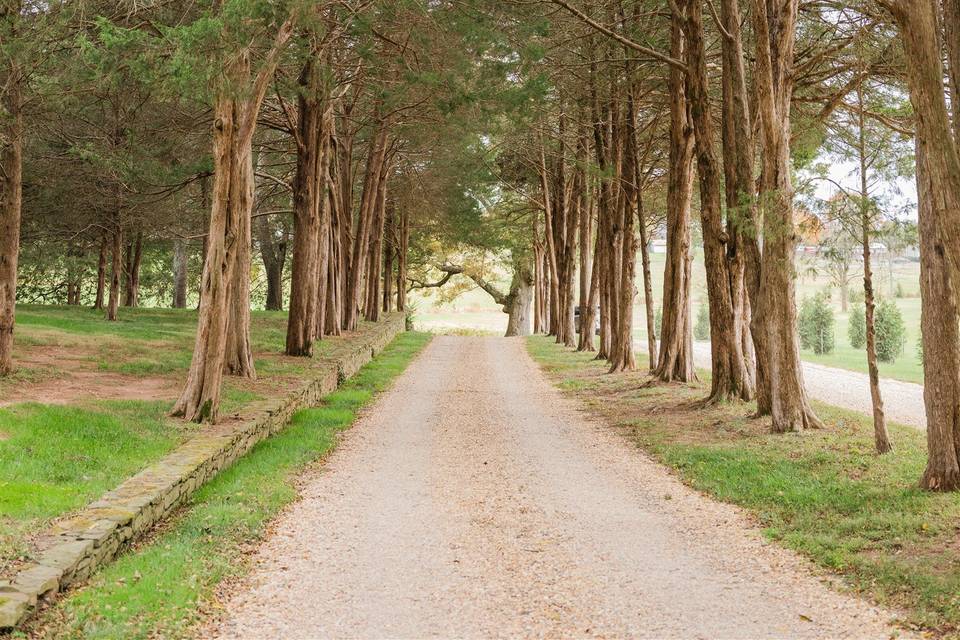 Tree Lined Path