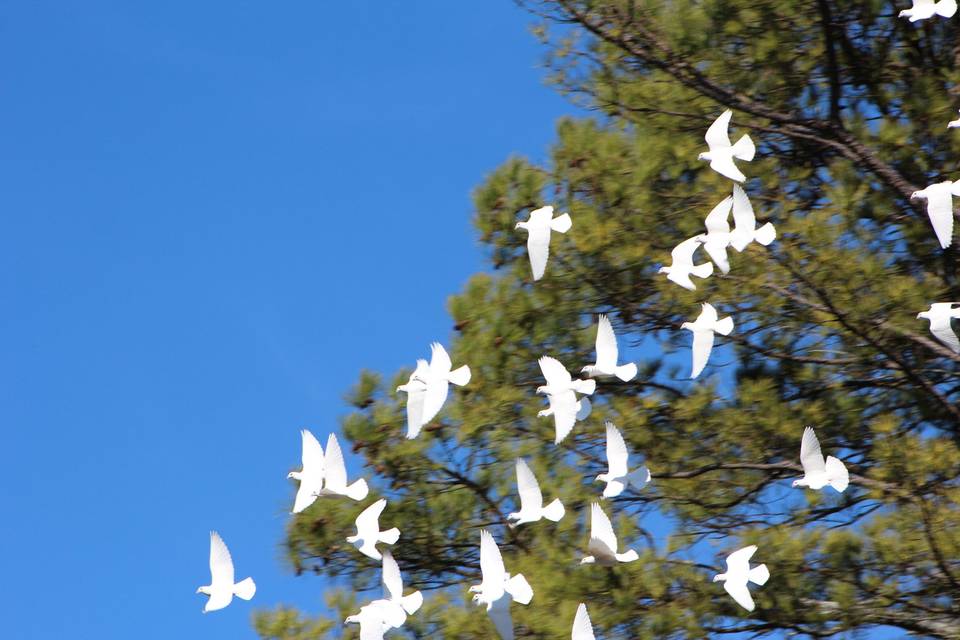 Flock of Doves