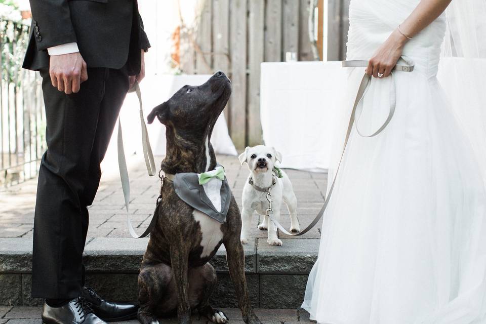 Photos with the pups on the Opal 28 patio at KC & Joe's Wedding!