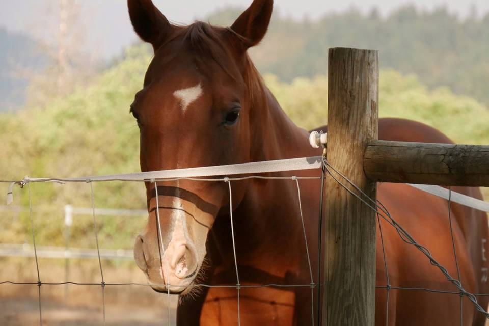 One of our horses Bingo