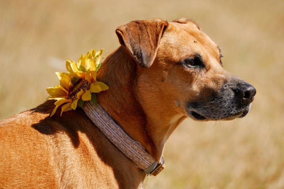 Our wedding dog Rhodie