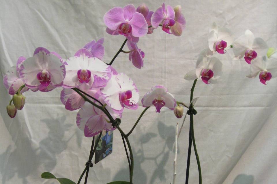 Blooming Orchids
