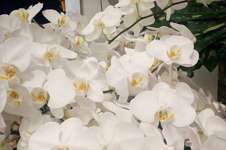 Phalanopsis