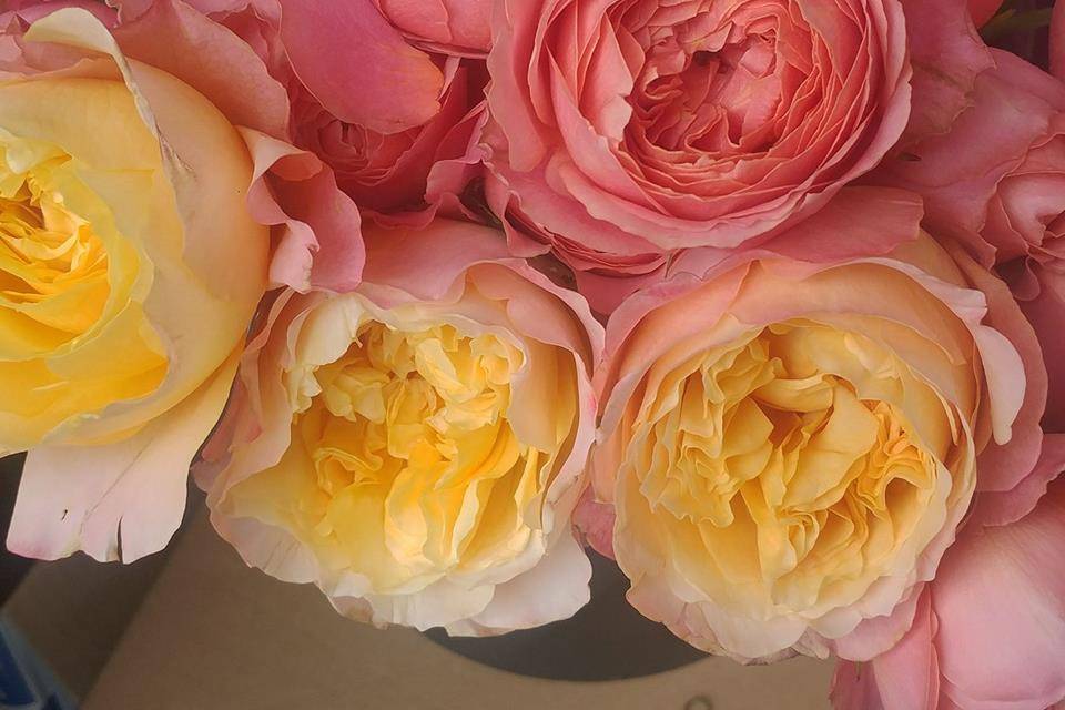 Garden roses