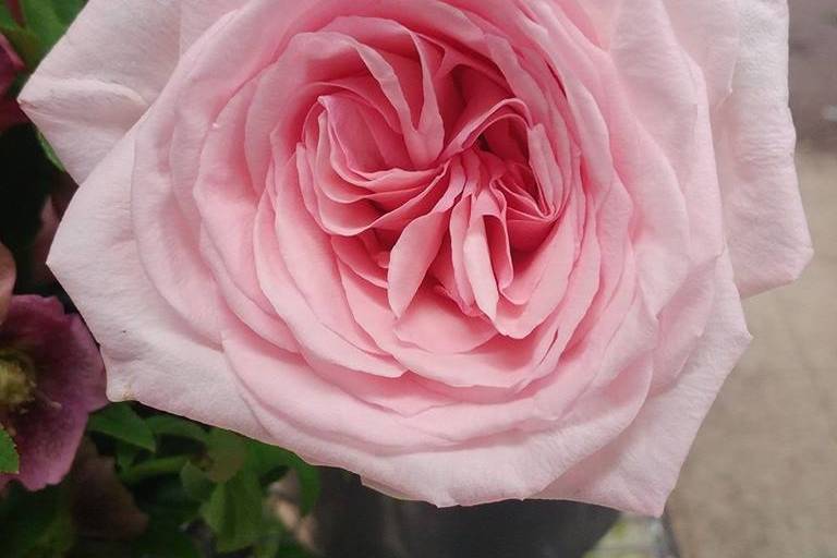 Pink O'hara garden rose