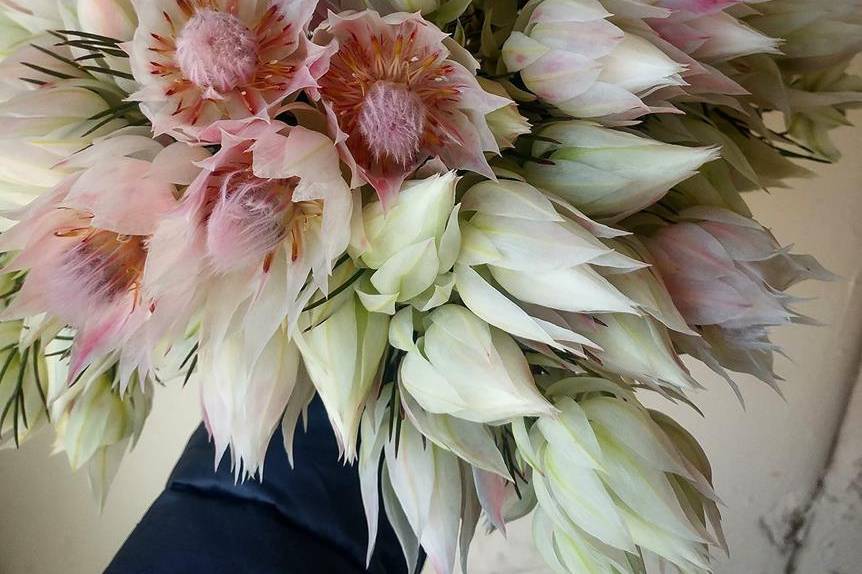 Blushing Bride protea