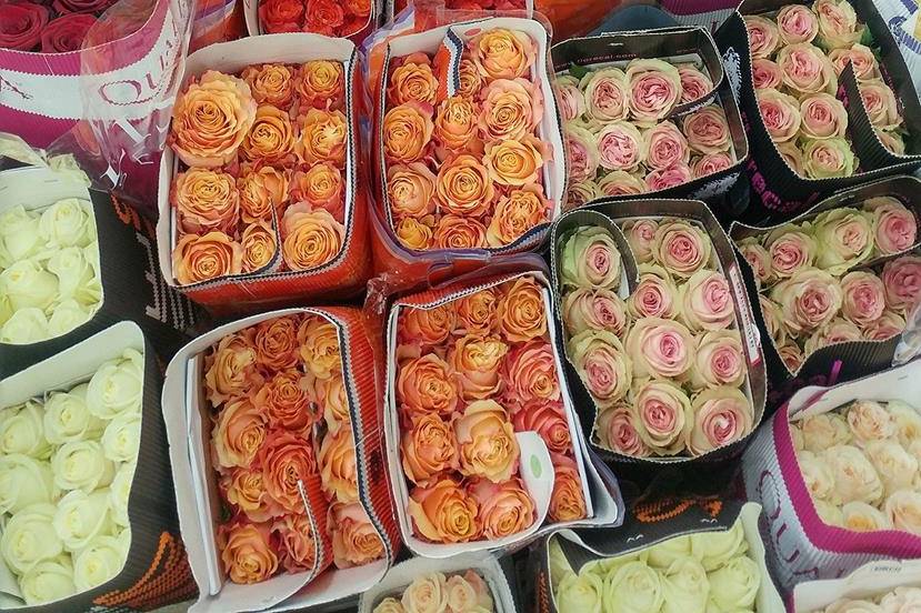 Roses in cooler