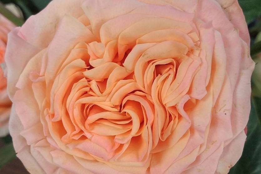 Peach garden rose