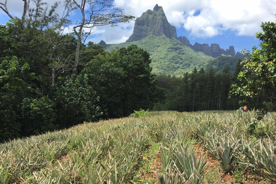 Pineapple fields