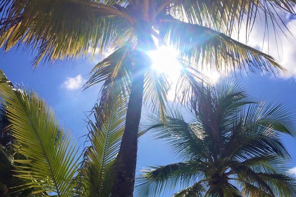 Under the palm trees Jamaica