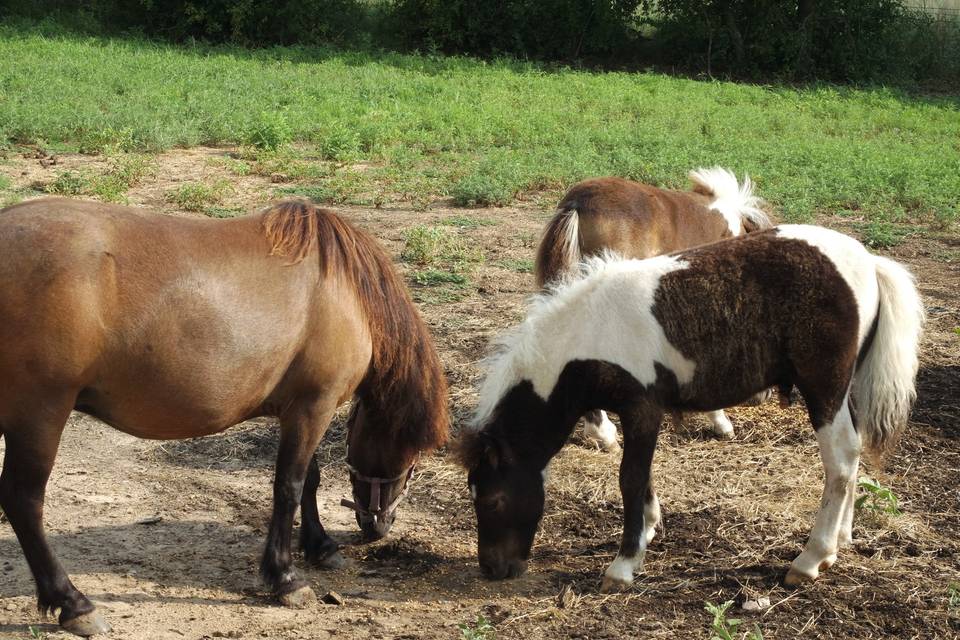 Fort Worth Country Memories