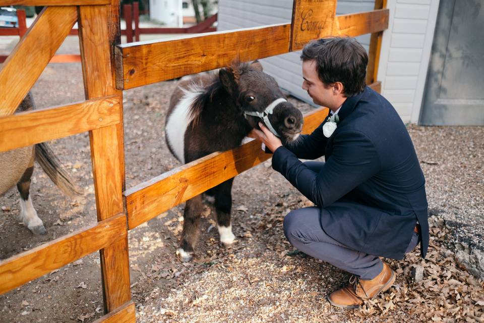 Animals at Corral