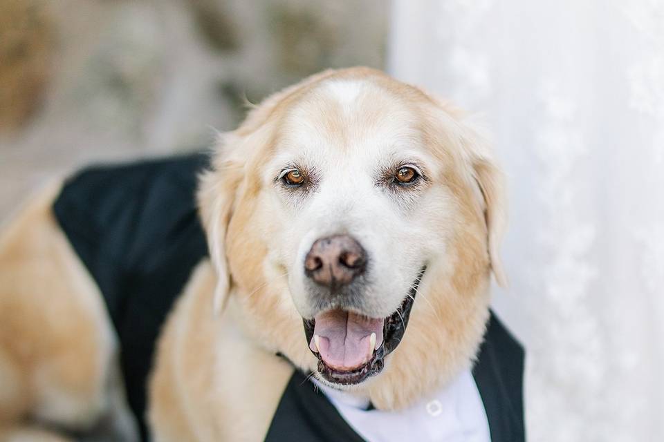 Pet portrait