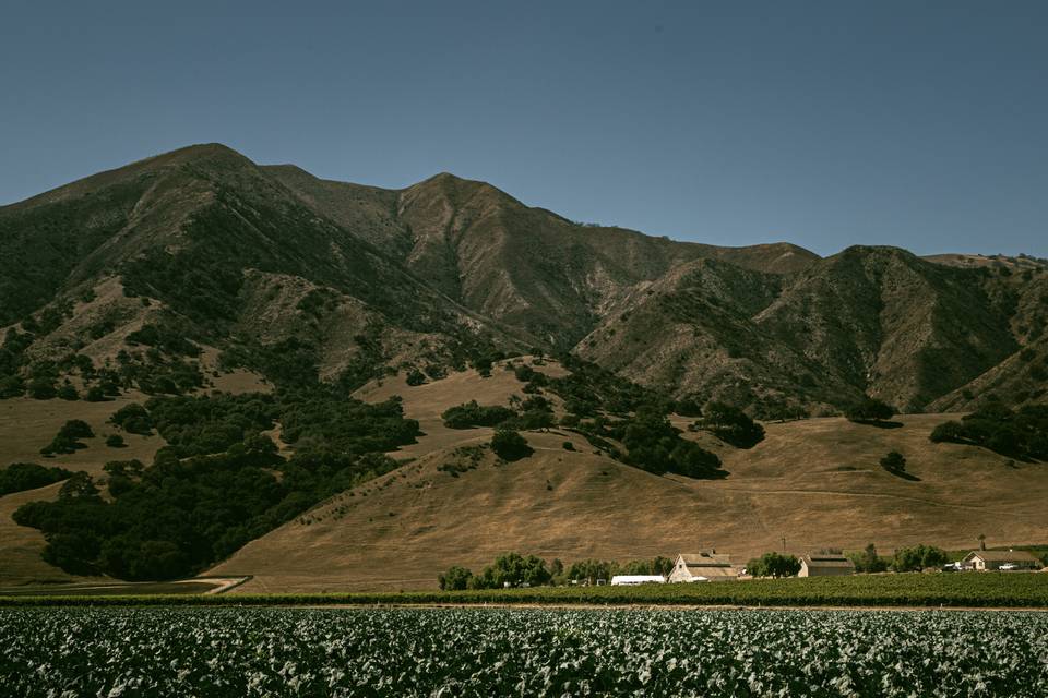 Rustique Wines