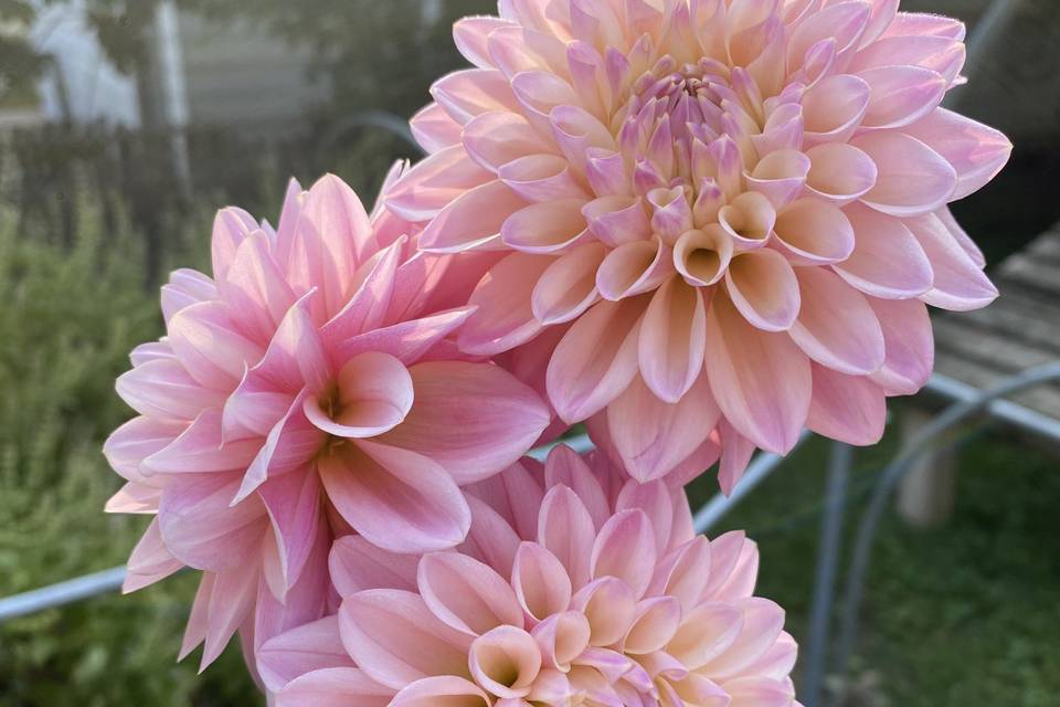 Dahlias